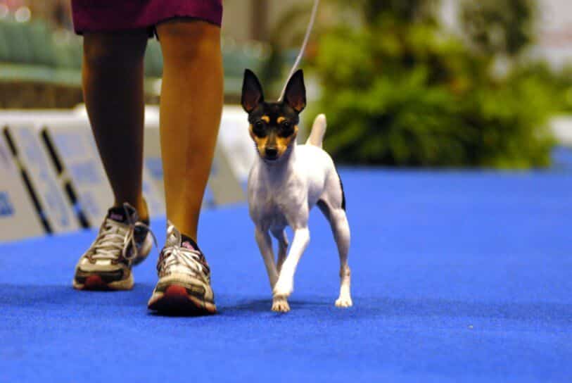 How is the Toy Fox Terrier Judged