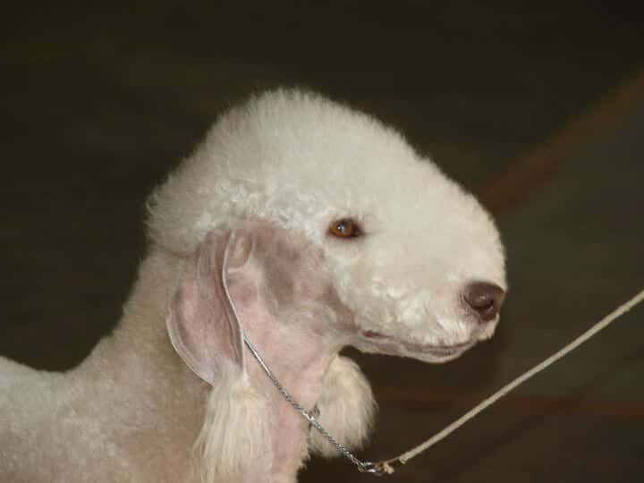 Purebred Bedlington Terrier