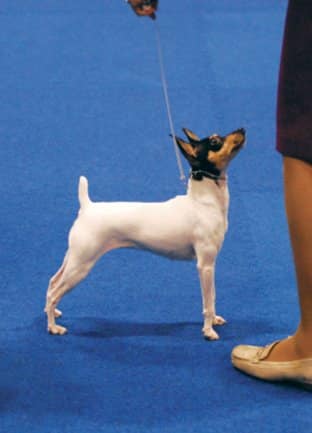How is the Toy Fox Terrier Judged?