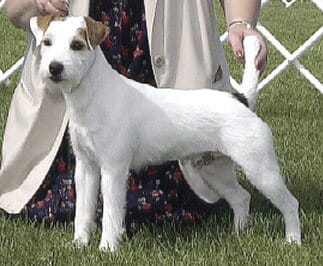 Judging Parson Russell Terrier