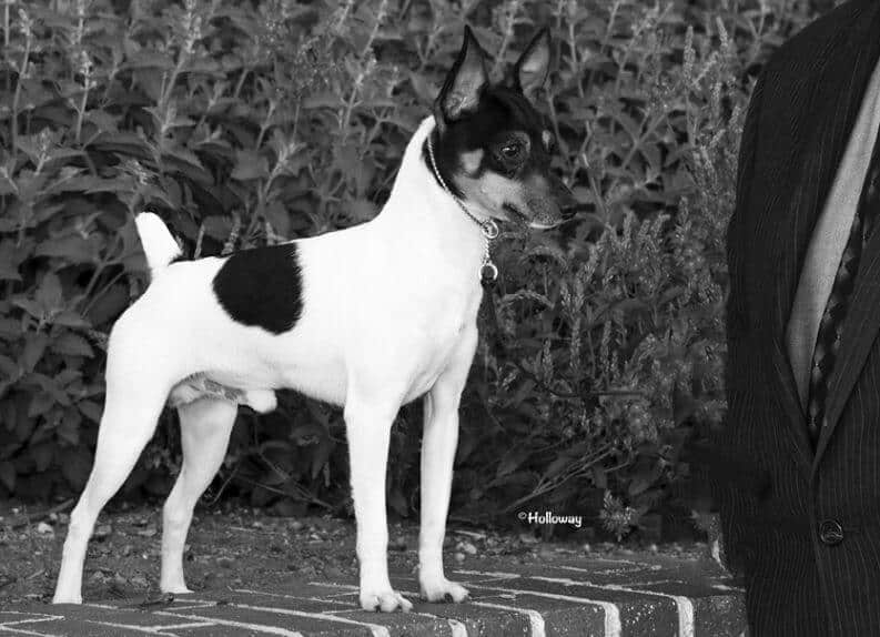 Breed Judging Toy Fox Terrier