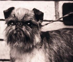 Brussels Griffon Human Expression