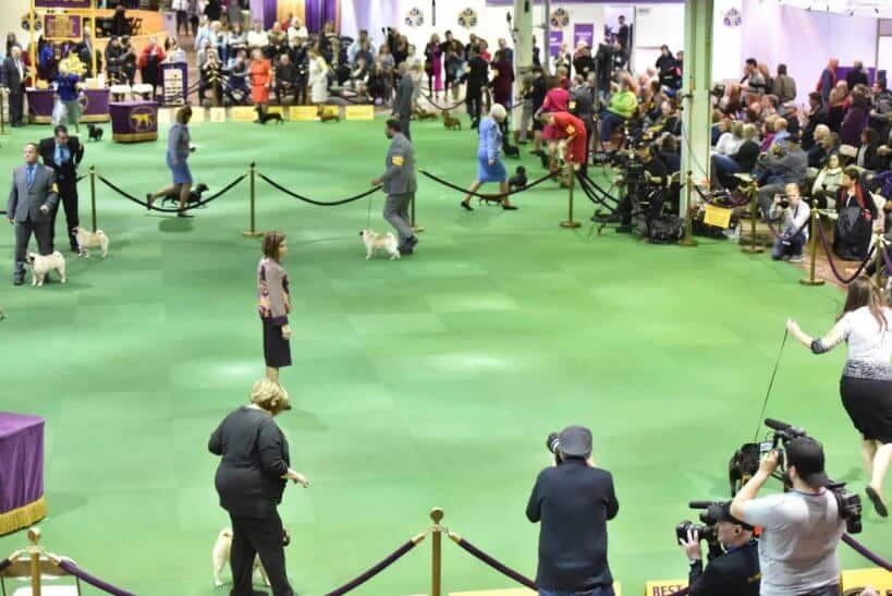 Westminster Kennel Club Dog Show Names 2023 Best in Show Judge and Breed Judges