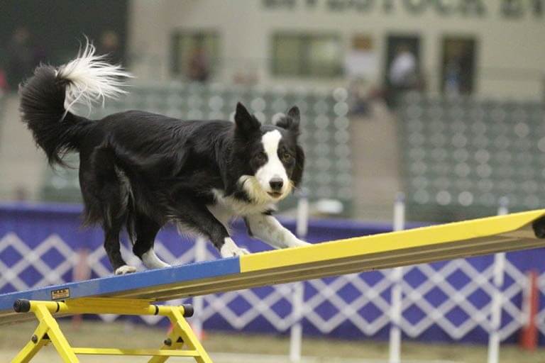 Dog Sports - How Do We Respond When Things Go Wrong