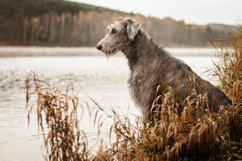 Wildisle Reg. Irish Wolfhounds | Jill Bregy