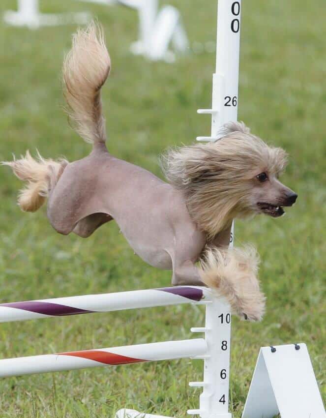 Purebred Chinese Crested Dog