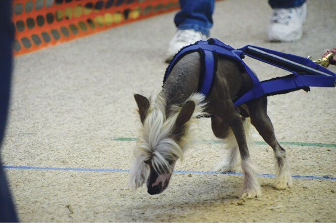 Purebred Chinese Crested Dog