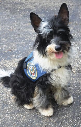 Purebred Chinese Crested Dog