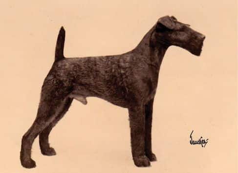 Irish Terrier Origins
