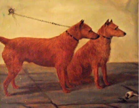 Irish Terrier Origins