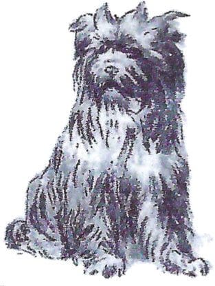 Heritage of the Yorkshire Terrier Dog Breed