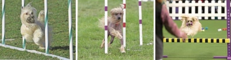 Purebred Chinese Crested Dogs