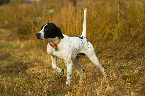 How to Judge the Pointer Dog Breed