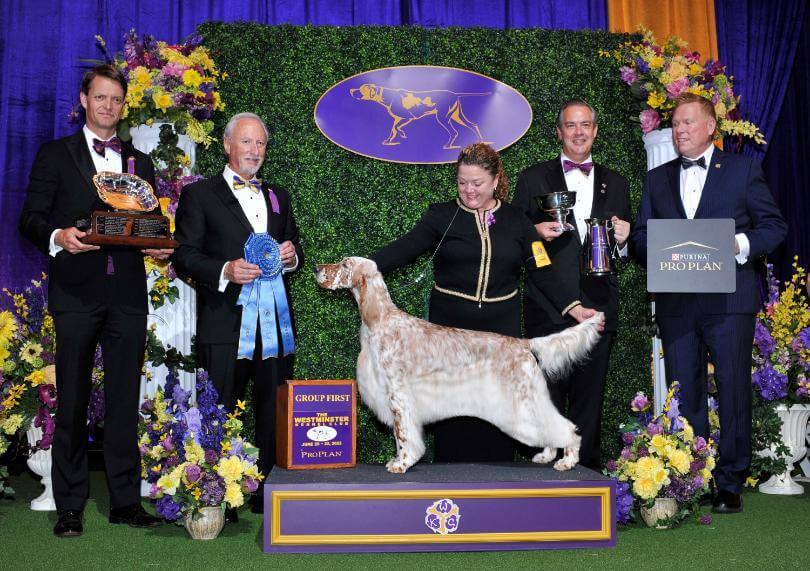 Westminster Sporting Group Judge Dr. Elliot L. More - Photo of English Setter, winner of the WKC Sporting Group