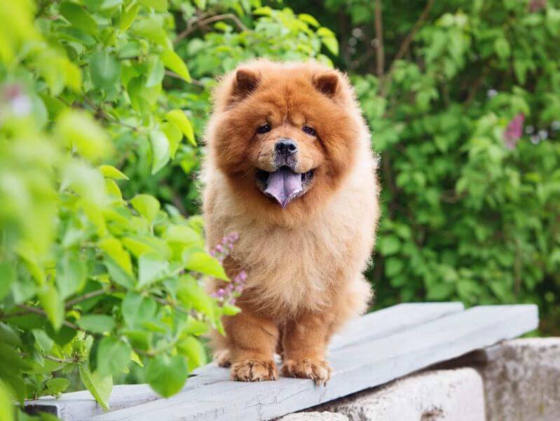 Chow chow photograph -How to Judge the Chow Chow Dog Breed
