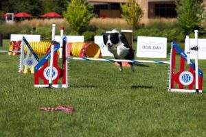 2022 NOHS & NATIONAL ALL-BREED PUPPY & JUNIOR STAKES JUDGING PANELS