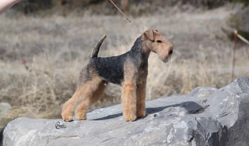 Lakeland Terrier Colors - Black and Tan - Scout - side