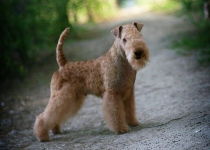 Lakeland Terrier Head, Ears and Expression