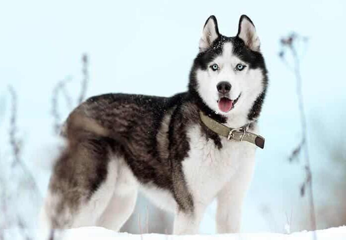 Elizabeth Muthard, Working Group AKC Judge - Siberian-Husky-standing-outdoors-in-the-winter