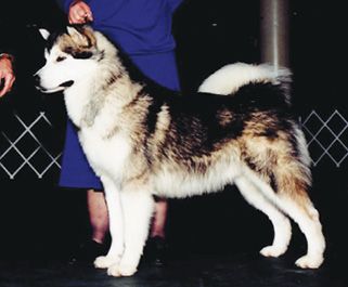 Alaskan Malamute Dog