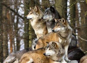 Wolf pack in the woods