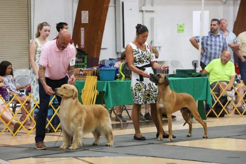 San Joaqin Kennel Club Dog Show