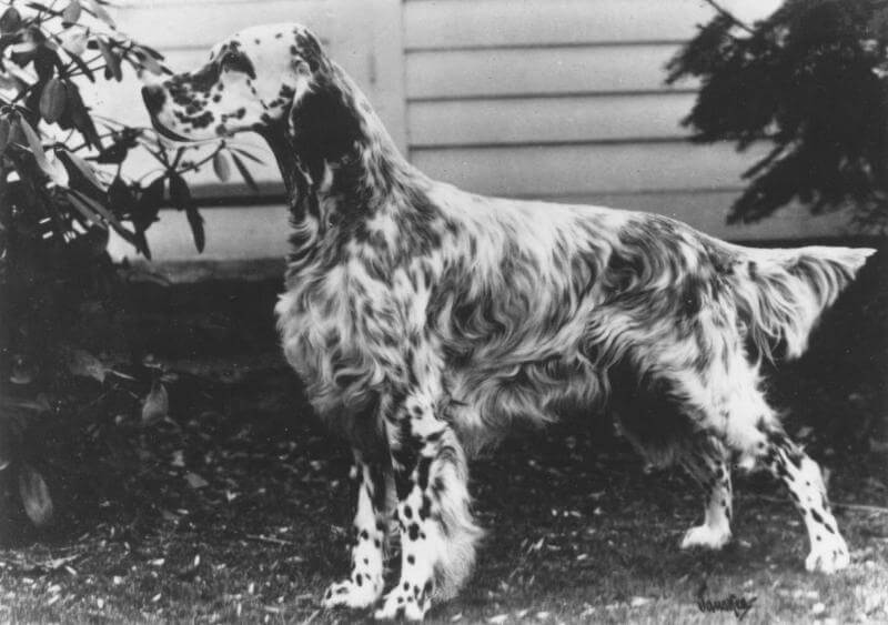 Figure 6. Ch. Silvermine Wagabond, National Specialty winner in 1948 and 1949, with feathering of good length.