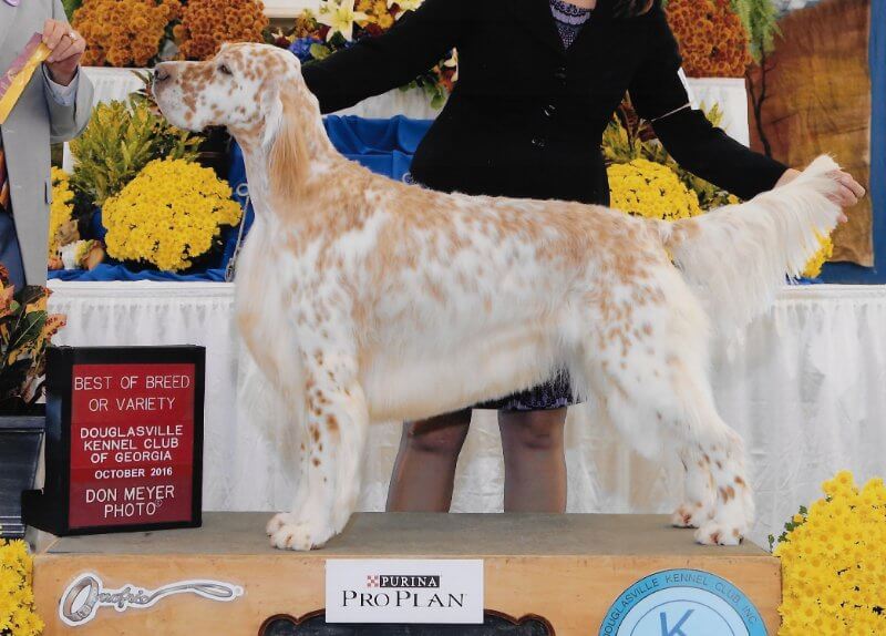 English Setter Dog Breed - Sporting Group
