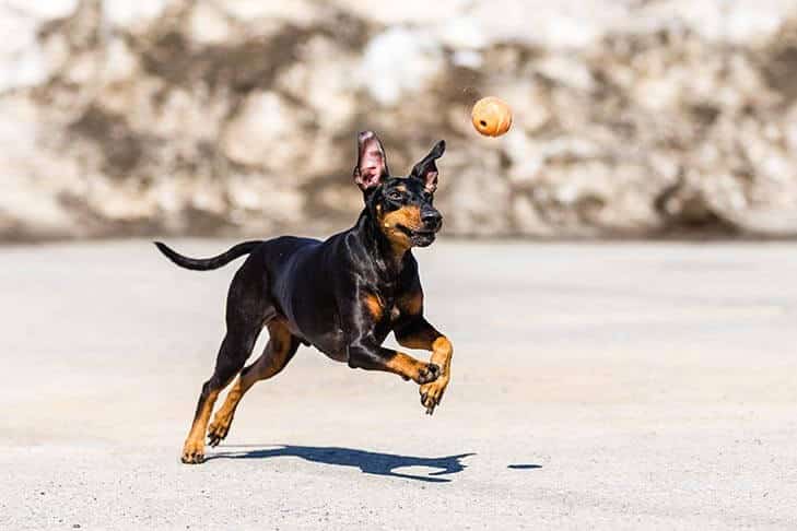 Manchester Terrier playing on the beach with a ball