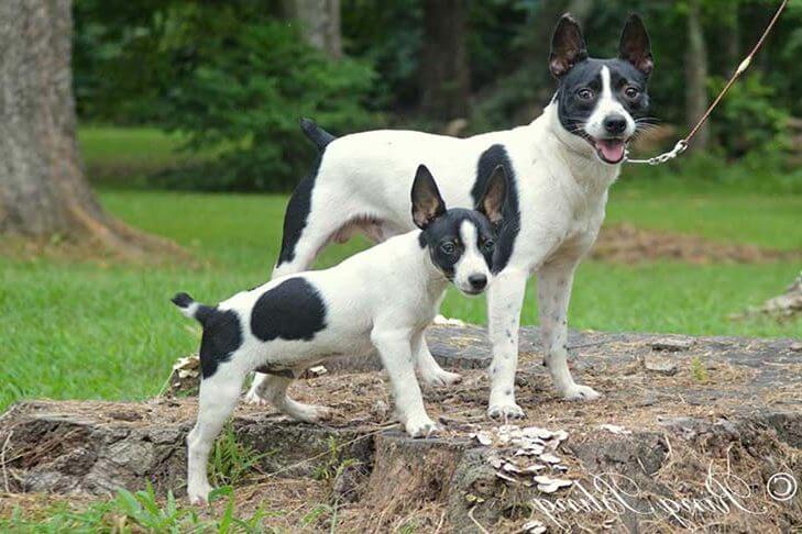 Akc And Ukc Rat Terrier Breed Standards