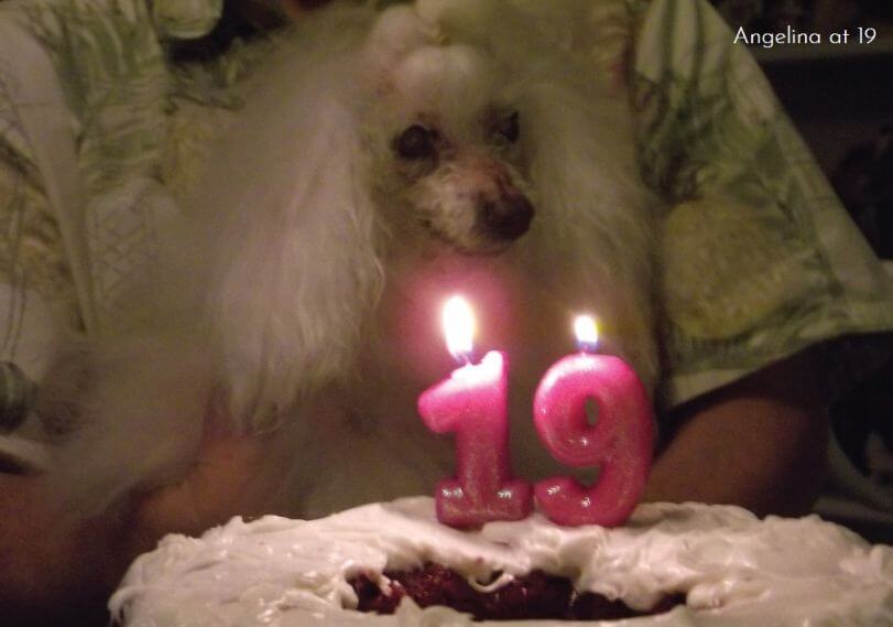 Calisa Poodle's "Angelina" celebreting her 19th birthday