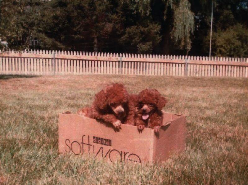 2 red poodles sitting in a box
