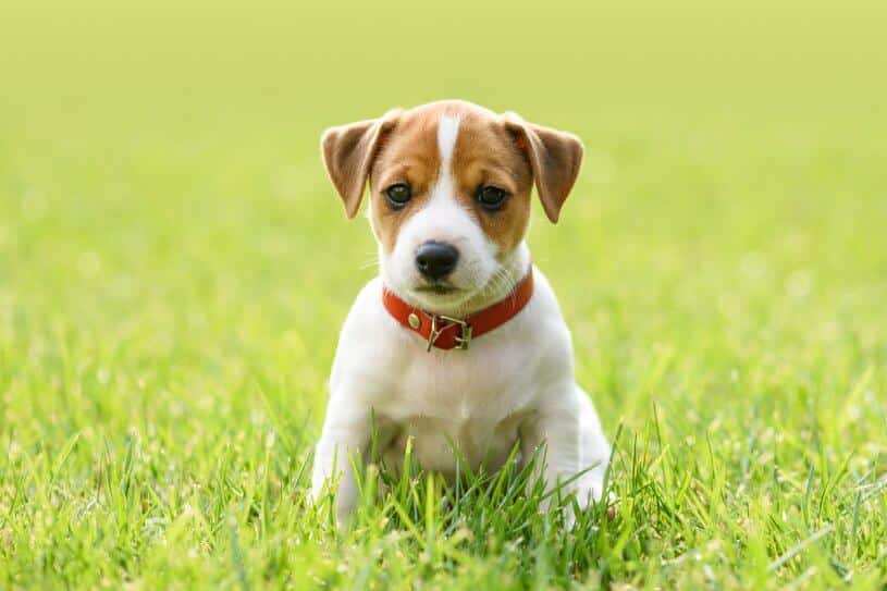 Small white dog puppy breed jack russel terrier Dog Laws