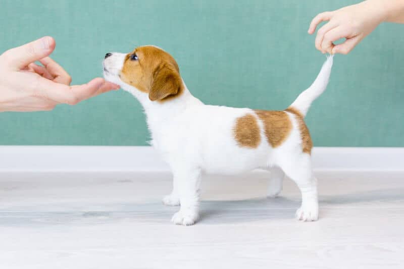 Jack Russell Terrier Puppy Endowment Effect