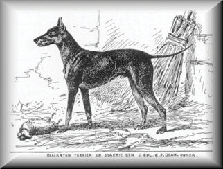 England 1875. Mr. Howard Mapplebeck's Toy Terrier ‘BELLE’ contrasted with Manchester Terrier (Std) ‘QUEEN III.’ This portrait emphasizes the consistency in type and appearance this breed has exhibited for nearly two centuries (at the very least).