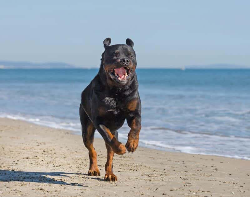 Working Group Dog Breeds - Rottweiler on the beach