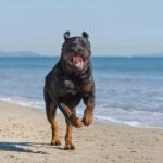 Working Group Dog Breeds - Rottweiler on the beach