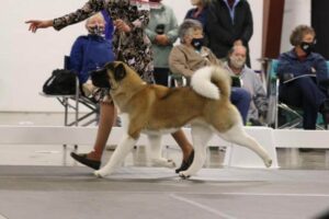 Chelsea’s Akita in the show ring - Working Group Dog Breed