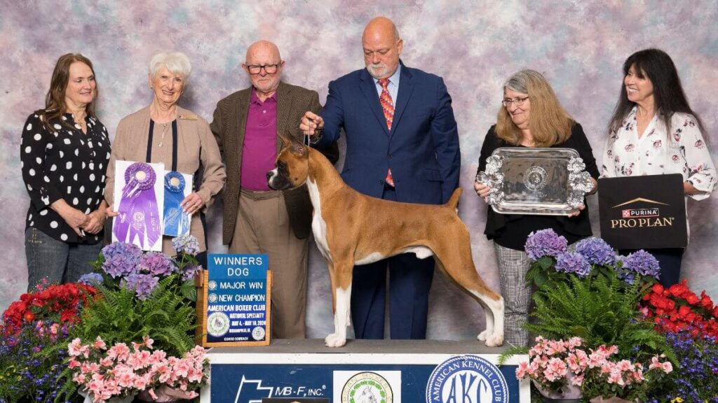 Bonnie Wagaman, breeder of CinniBon Boxers