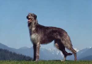 Scottish Deerhound standing