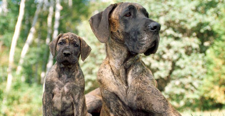 Working Group Dog Breeds - Great-Dane laying down outdoors next to her puppy