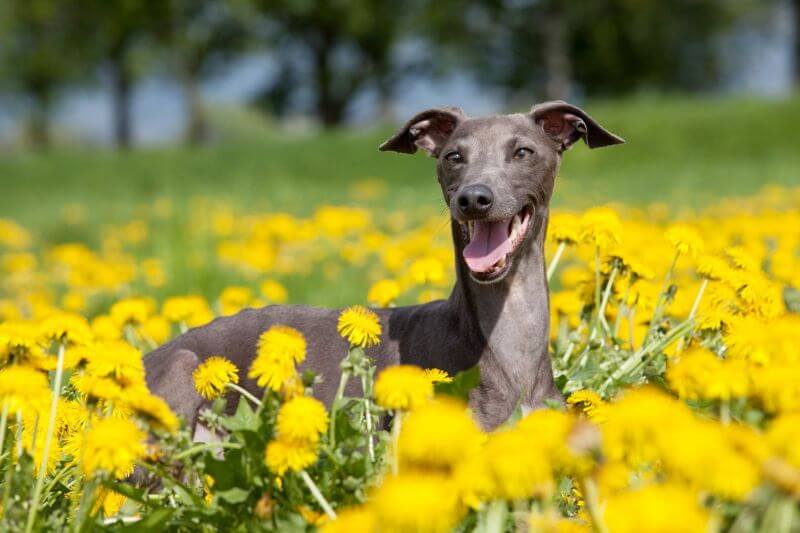 Italian Greyhound dog lying on the field of flowers