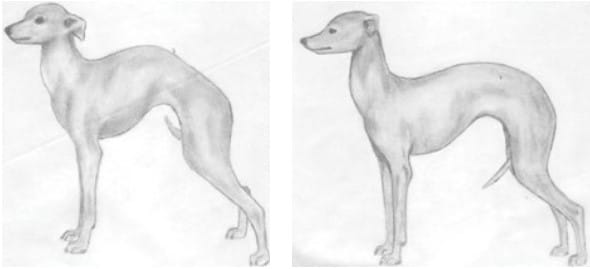 Left: This dog’s topline is completely wrong. The shoulder is low and the highest point of the arch is in the middle of the back rather than at the start of the loin. A dog built like this is likely to also be a poor mover. right: This dog is low in the shoulder and high in the rear, both of which are incorrect. Note also the ewe neck and dish face.