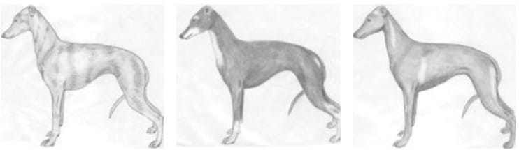 Left: A true brindle has darker stripes. middle: Tan markings will be clearly defined and occur in the same places as they would on a Doberman Pinscher or Miniature Pinscher. right: Tan or gold markings on a seal IG are shadings of color and are most typically located at the base of the ears, the side of the neck, the “armpits,” and on the back of the thighs.