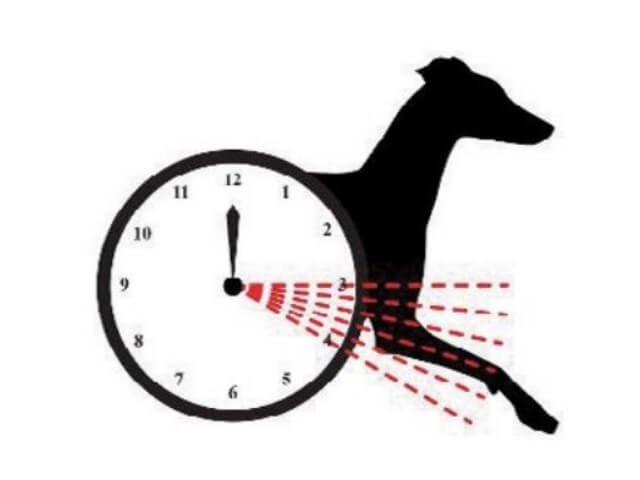 Italian Greyhound movement graph