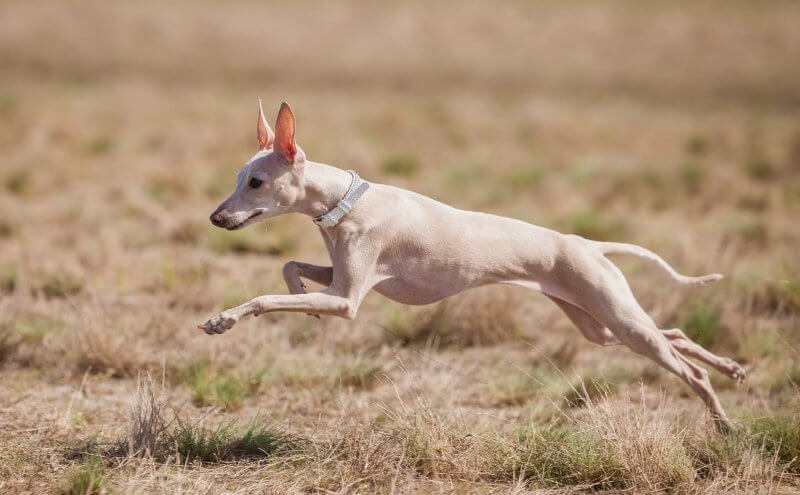 Side photo of an Italian Greyhound dog running on the field