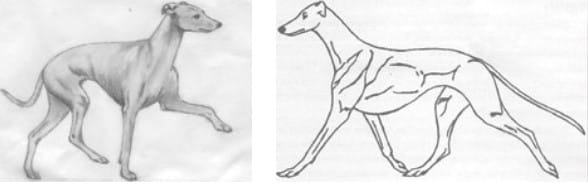 Left: The action is high stepping and free, with a bend at the pastern, not a stiff-legged goose step or an exaggerated hackney gait, neither of which is “free.” right: This is where the IG Standard and the Greyhound Standard differ the most. The Greyhound Standard makes no reference to movement and does not ask for lift in the forward movement.