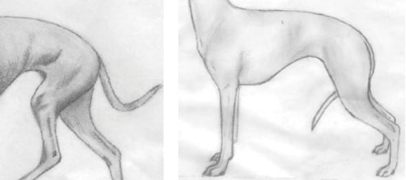 Left: Gay Tail, Right: Ring Tail