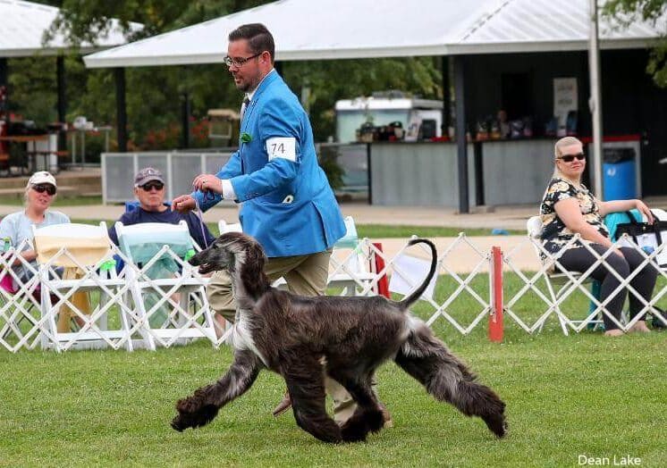 Afghan Hound Movement in the dog show ring, dog handler is walking with afghan hound