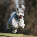 Pumi playing outside